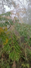 Aralia bipinnata