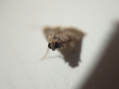 Lepidoptera