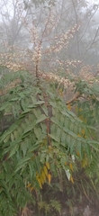 Aralia bipinnata