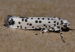 Ethmia clytodoxa