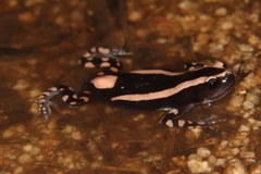 Phrynomantis bifasciatus