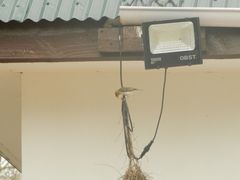 Anaplectes rubriceps