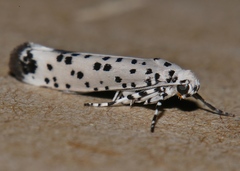 Ethmia clytodoxa