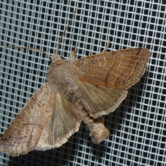 Agrochola humilis