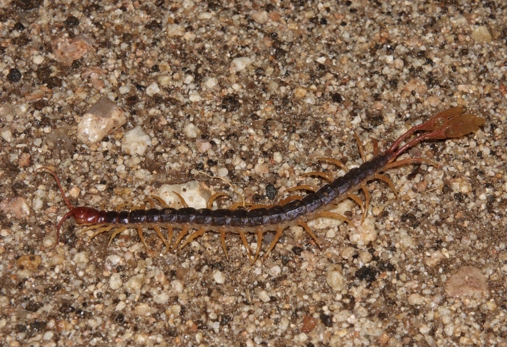 Lowveld Leaftail Centipede