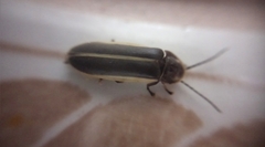 Coleoptera
