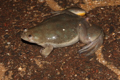 Xenopus