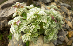 Eriophyton wallichii