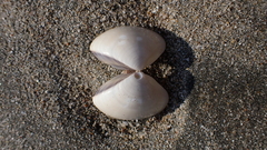 Meretrix
