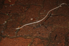 Dasypeltis scabra