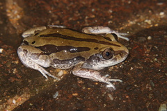 Kassina senegalensis