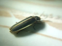 Coleoptera