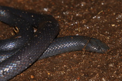 Amblyodipsas polylepis