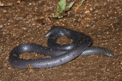 Amblyodipsas polylepis