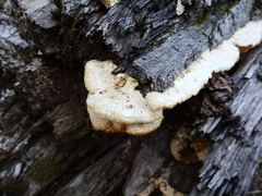 Phyllotopsis nidulans