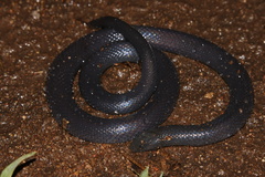 Amblyodipsas polylepis