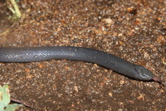 Amblyodipsas polylepis