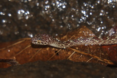 Dipsadoboa aulica
