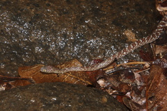 Dipsadoboa aulica