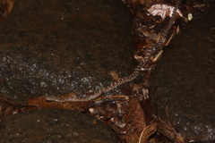 Dipsadoboa aulica