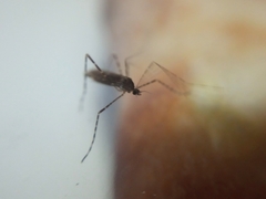 Diptera