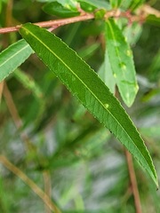 Salix babylonica