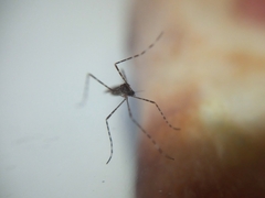 Diptera