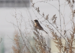 Emberiza yessoensis