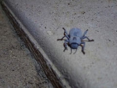 Asbolus verrucosus