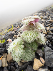 Eriophyton wallichii