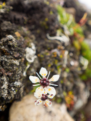 Micranthes pseudopallida