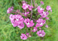 Pedicularis siphonantha