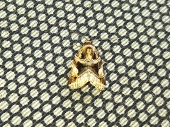 Lepidoptera