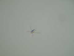 Limnogonus