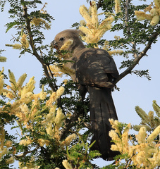 Corythaixoides concolor concolor
