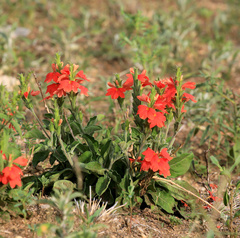 Crossandra greenstockii