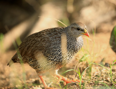 Pternistis natalensis
