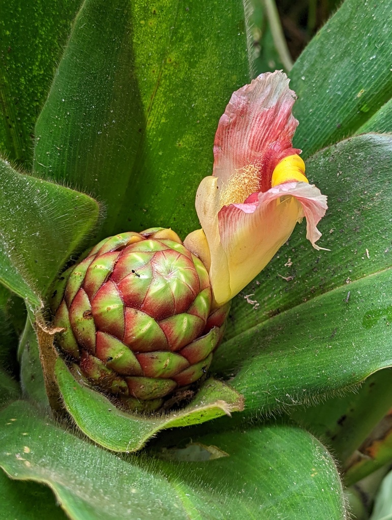 Costus antioquiensis