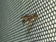 Polybia fastidiosuscula