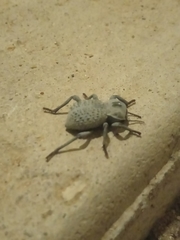 Asbolus verrucosus