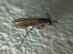 Polybia fastidiosuscula