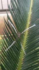 Argiope