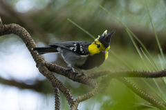 Machlolophus spilonotus