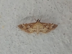 Lepidoptera