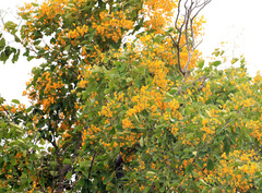 Pterocarpus rotundifolius