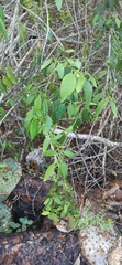 Vallesia glabra