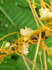 Cuscuta campestris