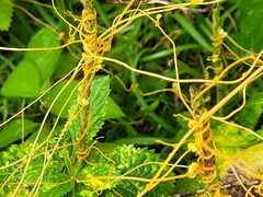 Cuscuta campestris