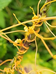 Cuscuta campestris