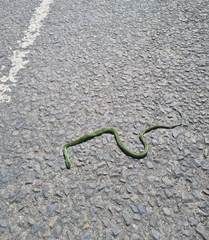 Philothamnus occidentalis